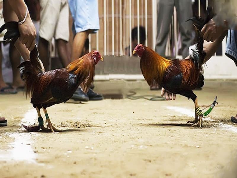 Tổng hợp các trận gà uy tín